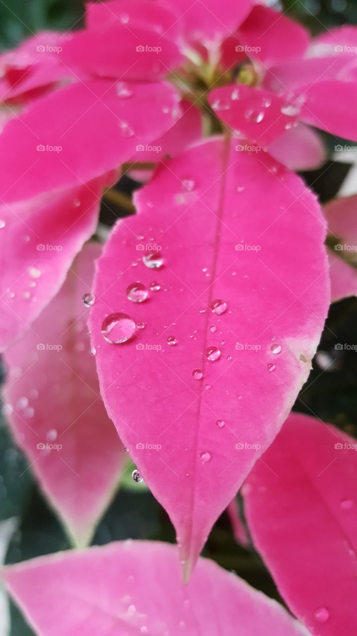 #nature #floral #pink #pinkleaf #leaf #waterdrop #dew #dewdrop #wateronleaf #outdoor #raindrop #garden #wet