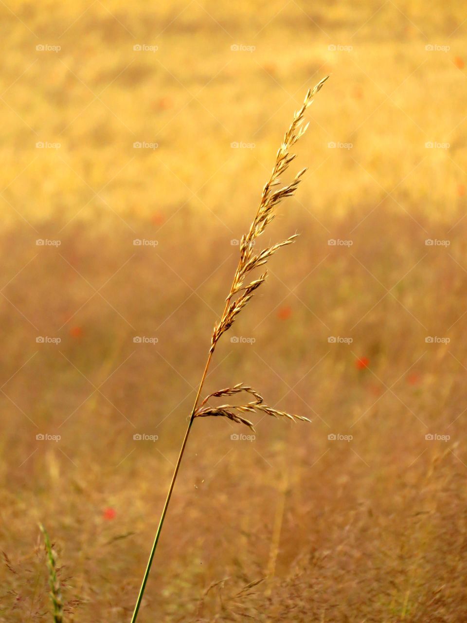 golden grass