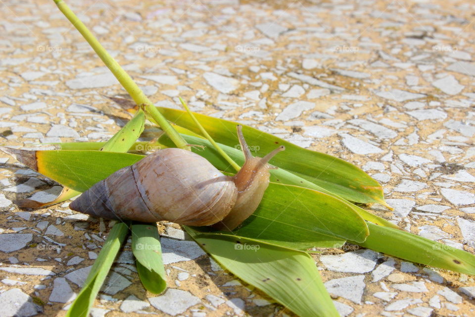 snail