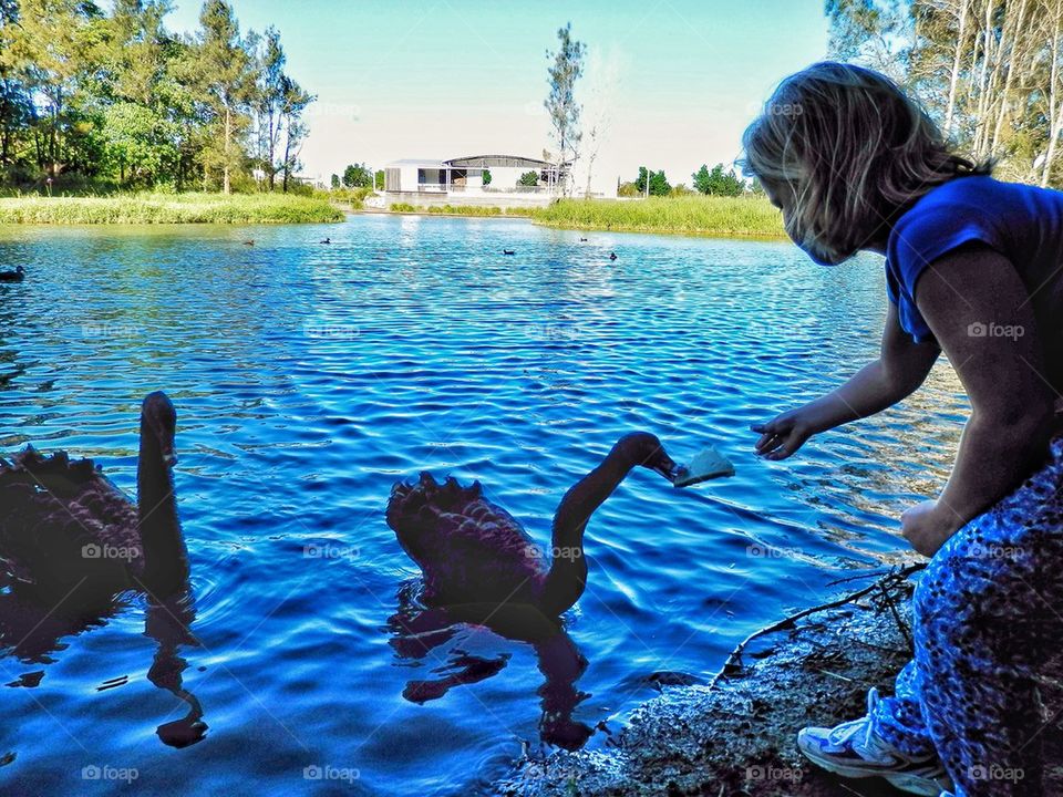 Feeding Swans