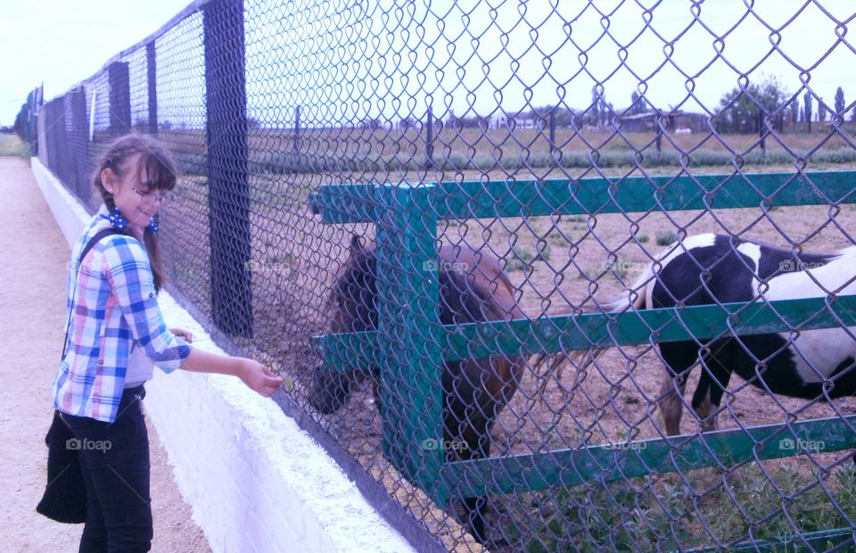 a girl feeding horse at the zoo
