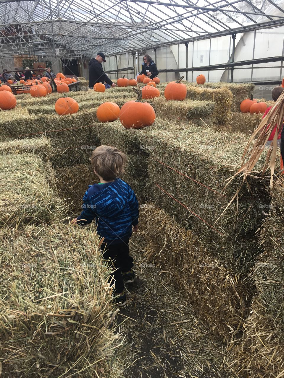 Running through a pumpkin maze