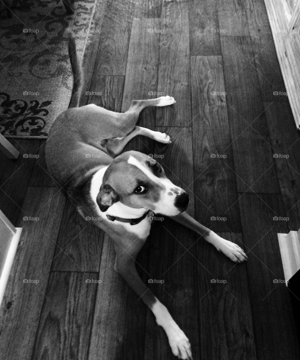 Dog Relaxing on Floor