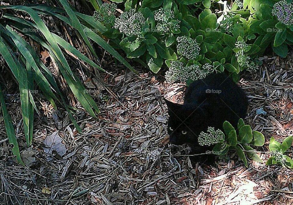 Black kitty in green garden