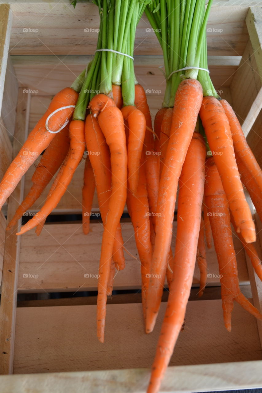 Fresh harvested carrots 