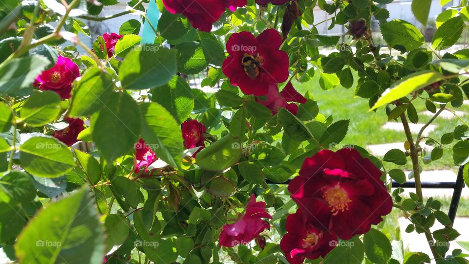 Big Beautiful Bumble Bee in the Top Rose