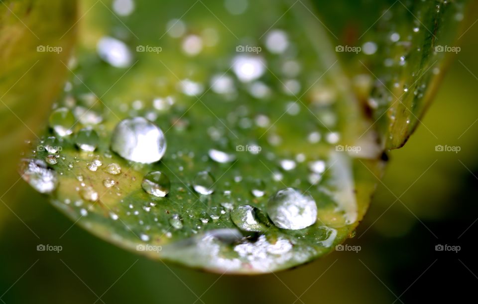 rain drops on sun soaked leaf - find me on Instagram under atenakomar