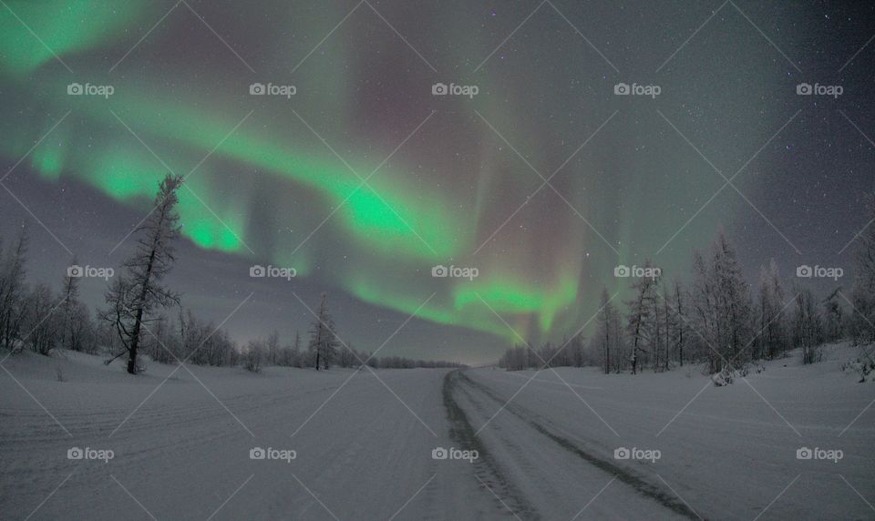 Winter time, morning, forest, spruce, month, dawn, frost, cold, sunset, morning in the forest, month in the sky, night, north, aurora, stars