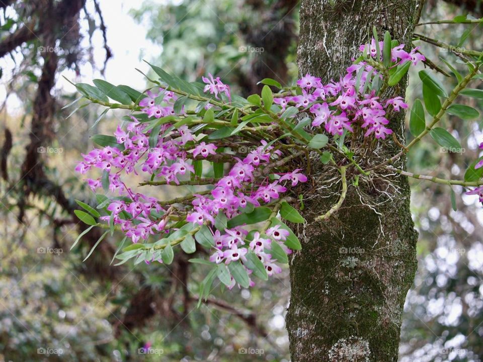 A vibrant branch of pink orchids, in the middle of bright green leaves, grows on a tree trunk covered with moss. The image captures the natural beauty and diversity of flowers, in a serene and tropical environment