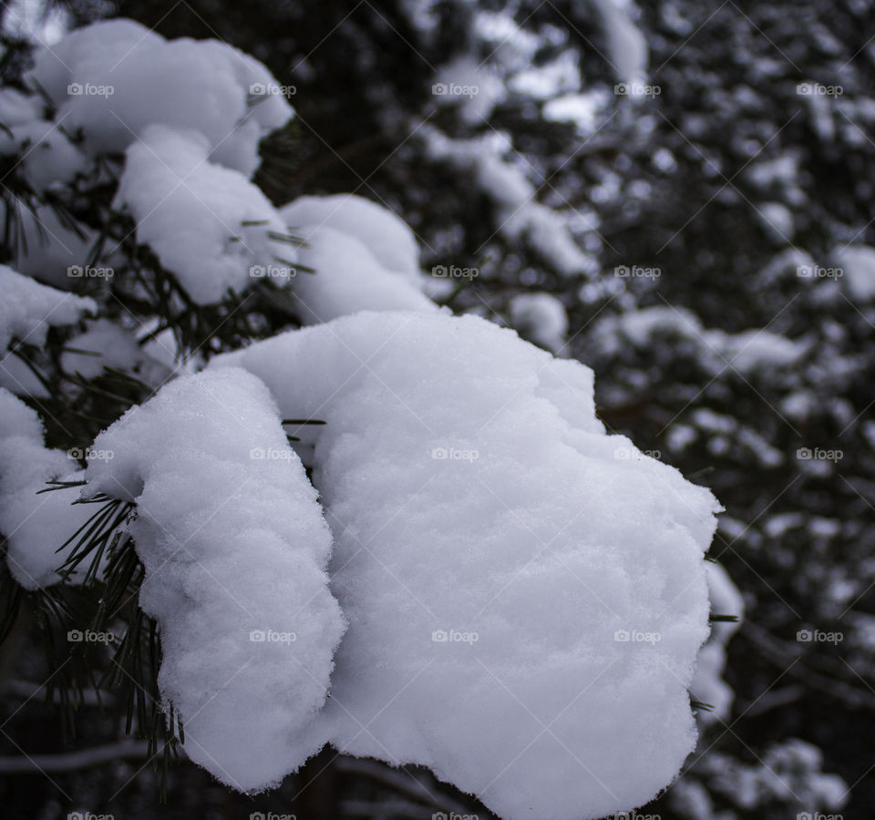 Snow Pine Tree
