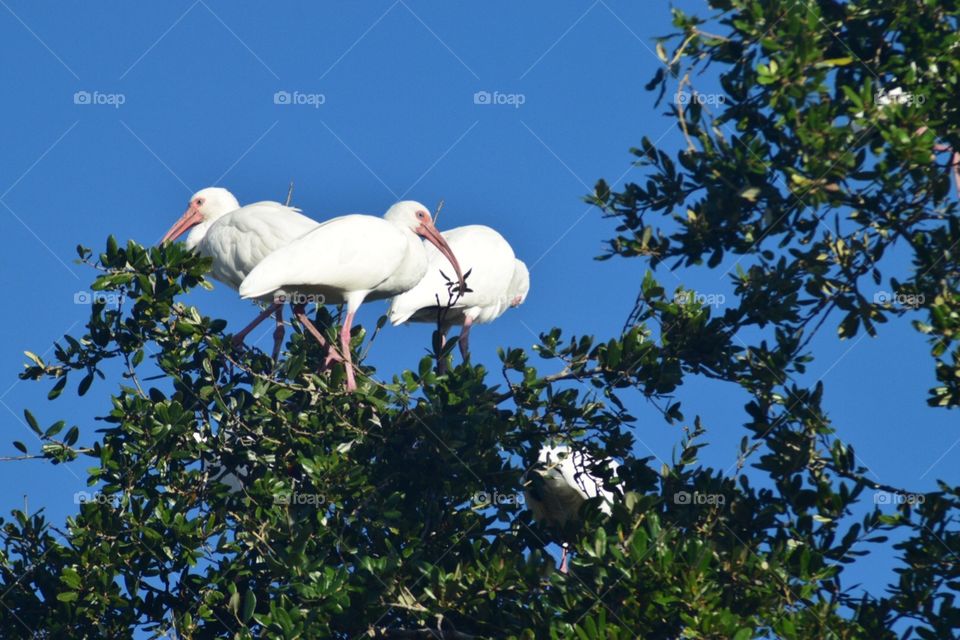 Ibises perched in a tree