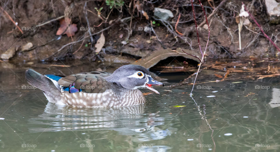 Wood Duck eating a berry