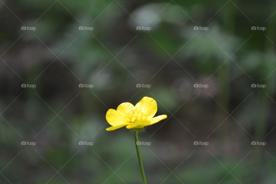 Bright shiny yellow buttercup solitary macro closeup wildflower