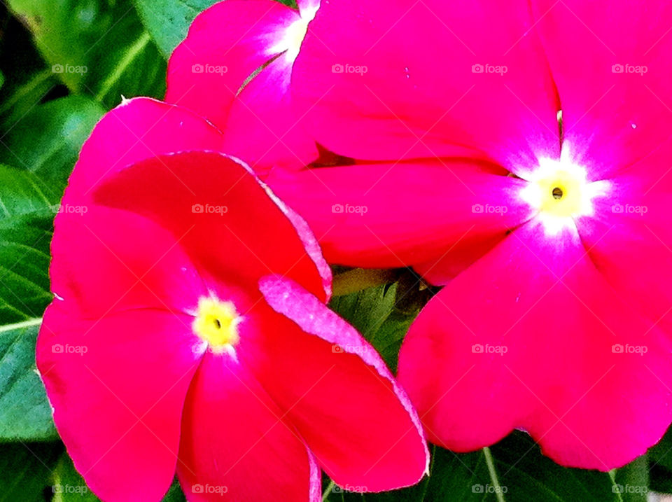 flowers pink neon texas by carinafox5