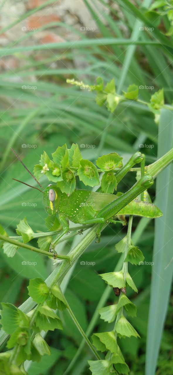 The green steamed locust is a species of steamed locust belonging to the genus Atractomorpha.