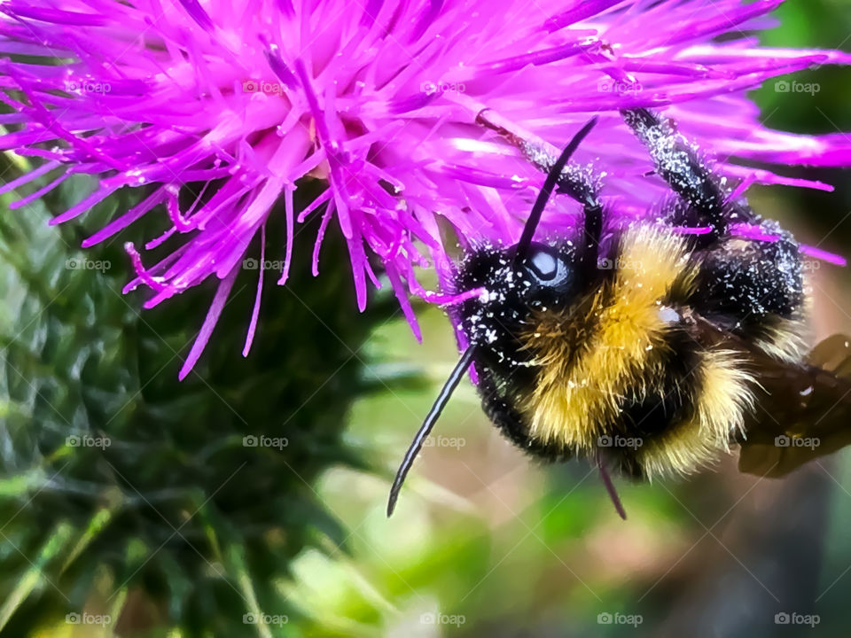 Bumblebee on flower