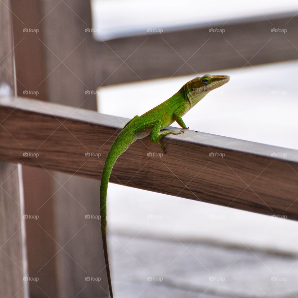 Green lizard. 