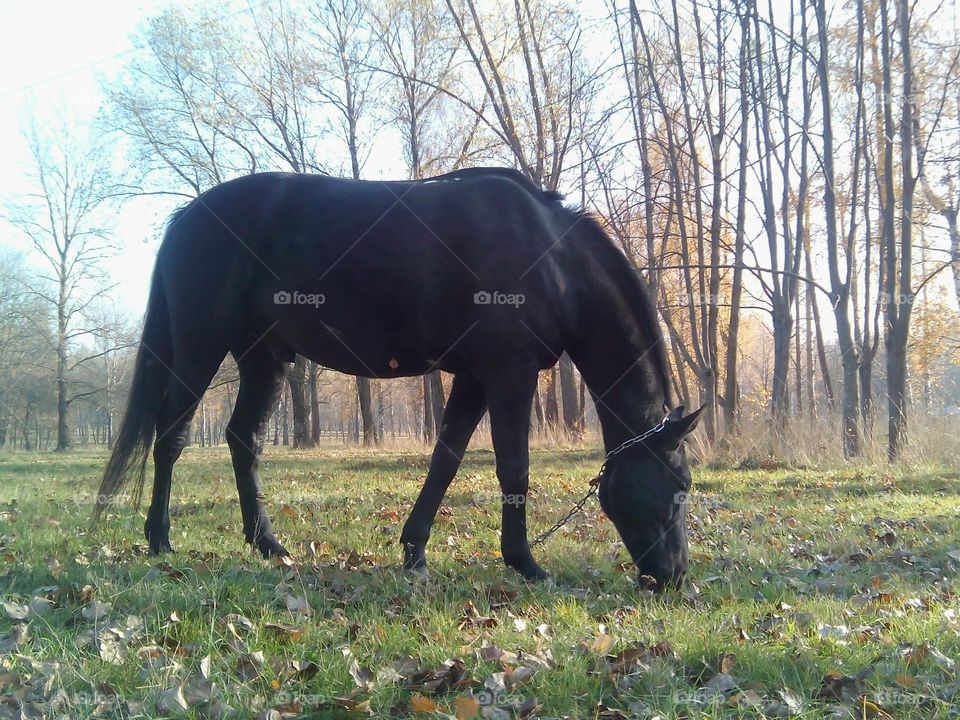 Mammal, Cavalry, No Person, Horse, Grass