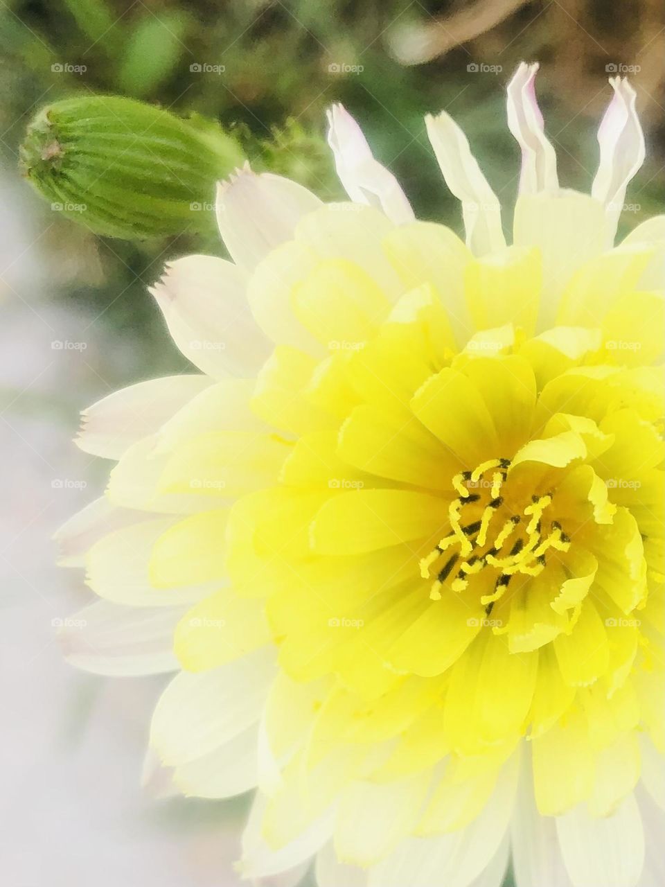 Autumn colors. Dreamy and vibrant flower, yellow being the color of autumn