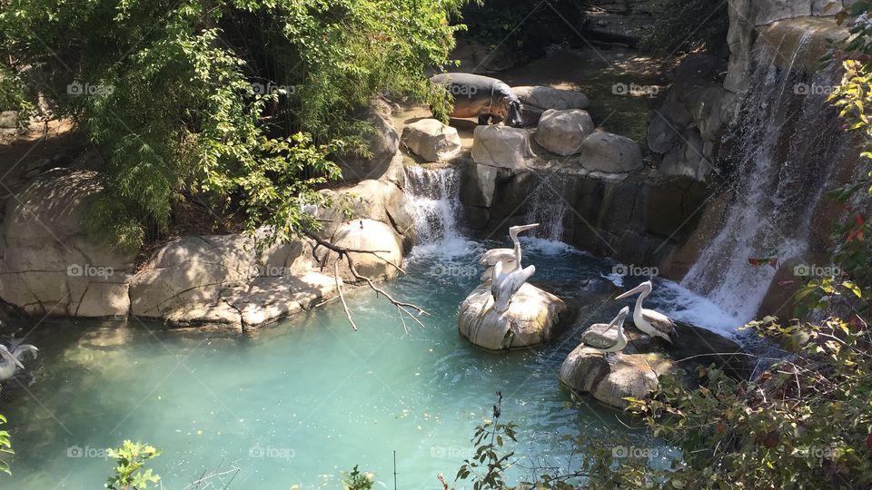 Hippo, pelicans and a waterfall 