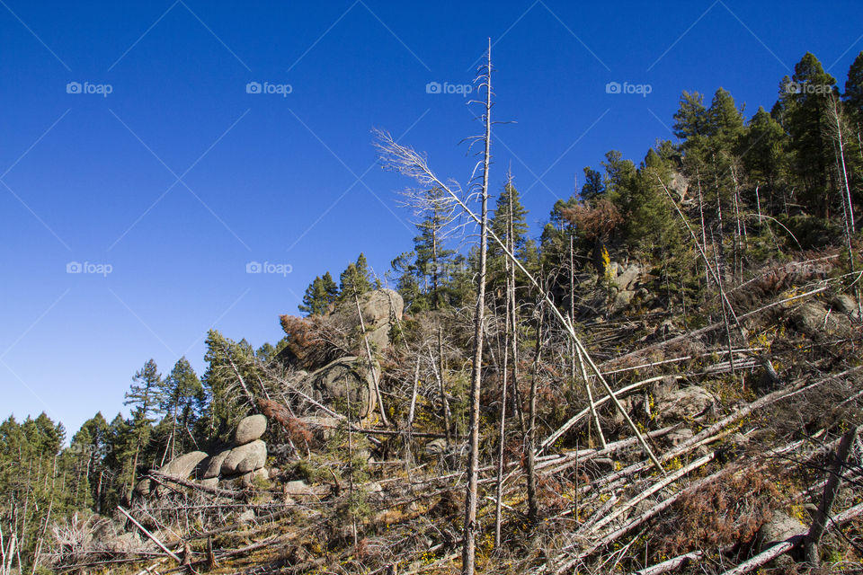 Forest destroyed by a tornado