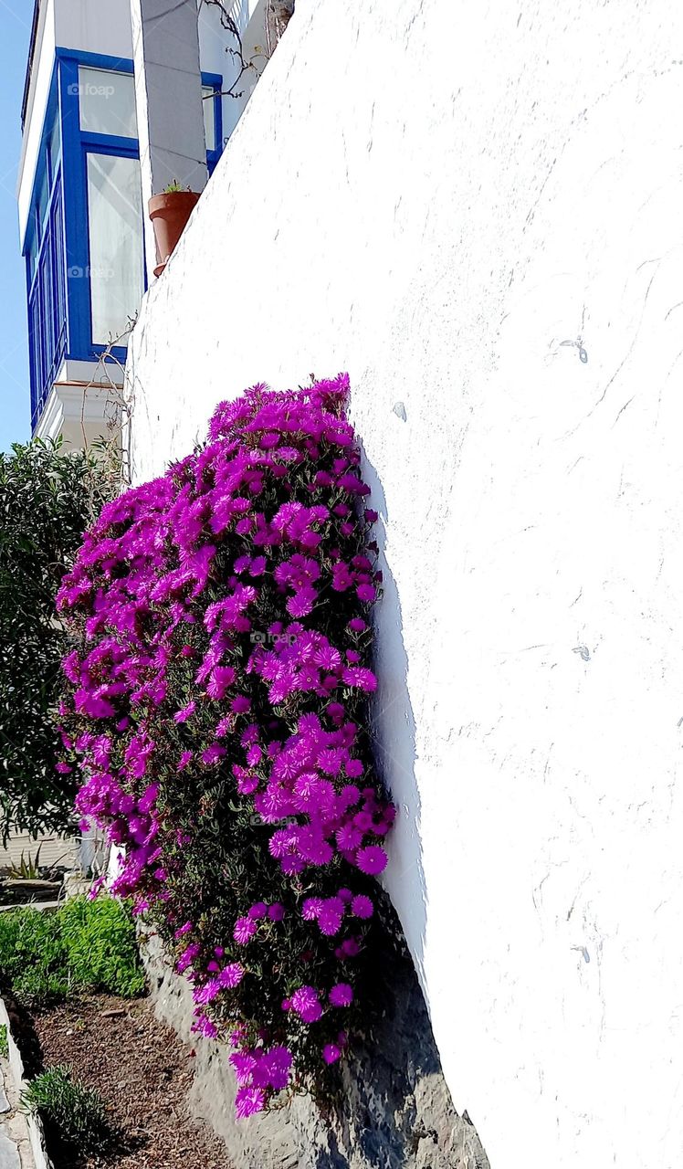 pink flowers