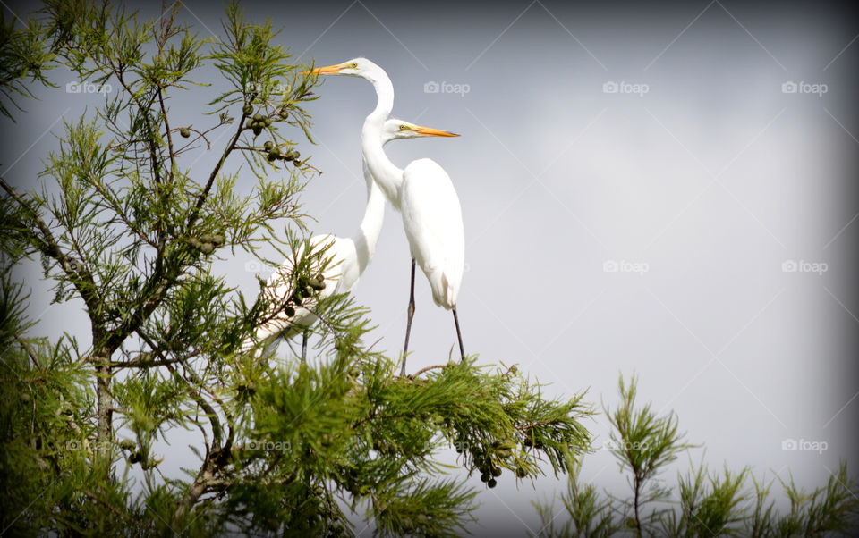 Two Egrets in the Treetops