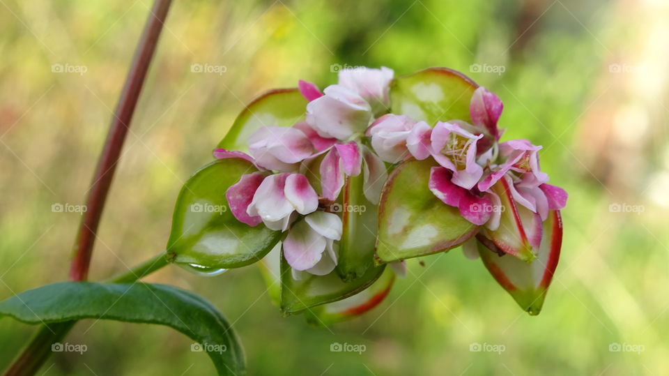 buckwheat in bloom