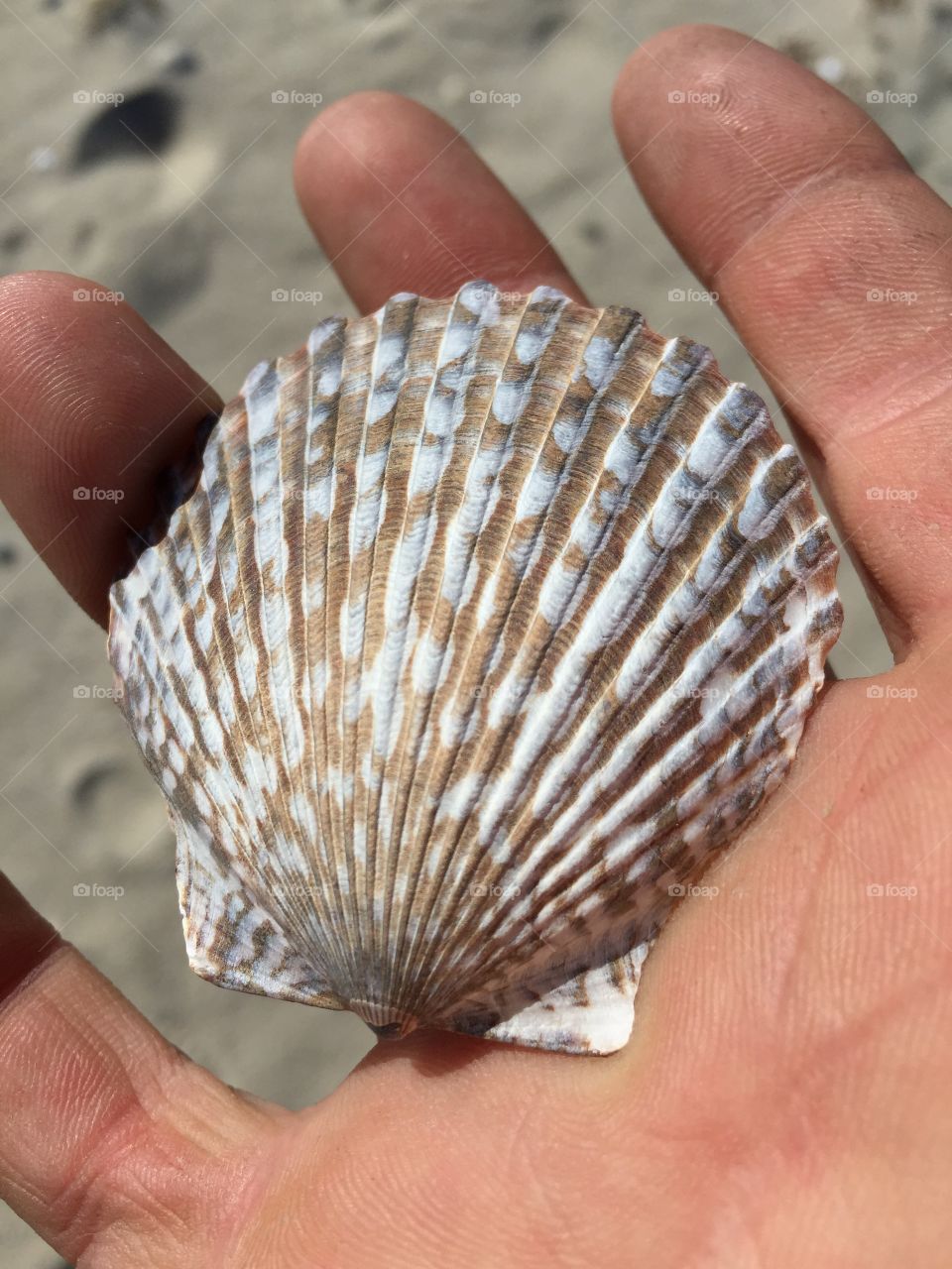 Relaxation. Seashell