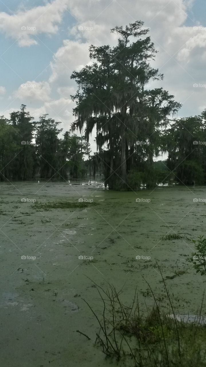 swamp. lake Martin. breaux bridge, Louisiana 