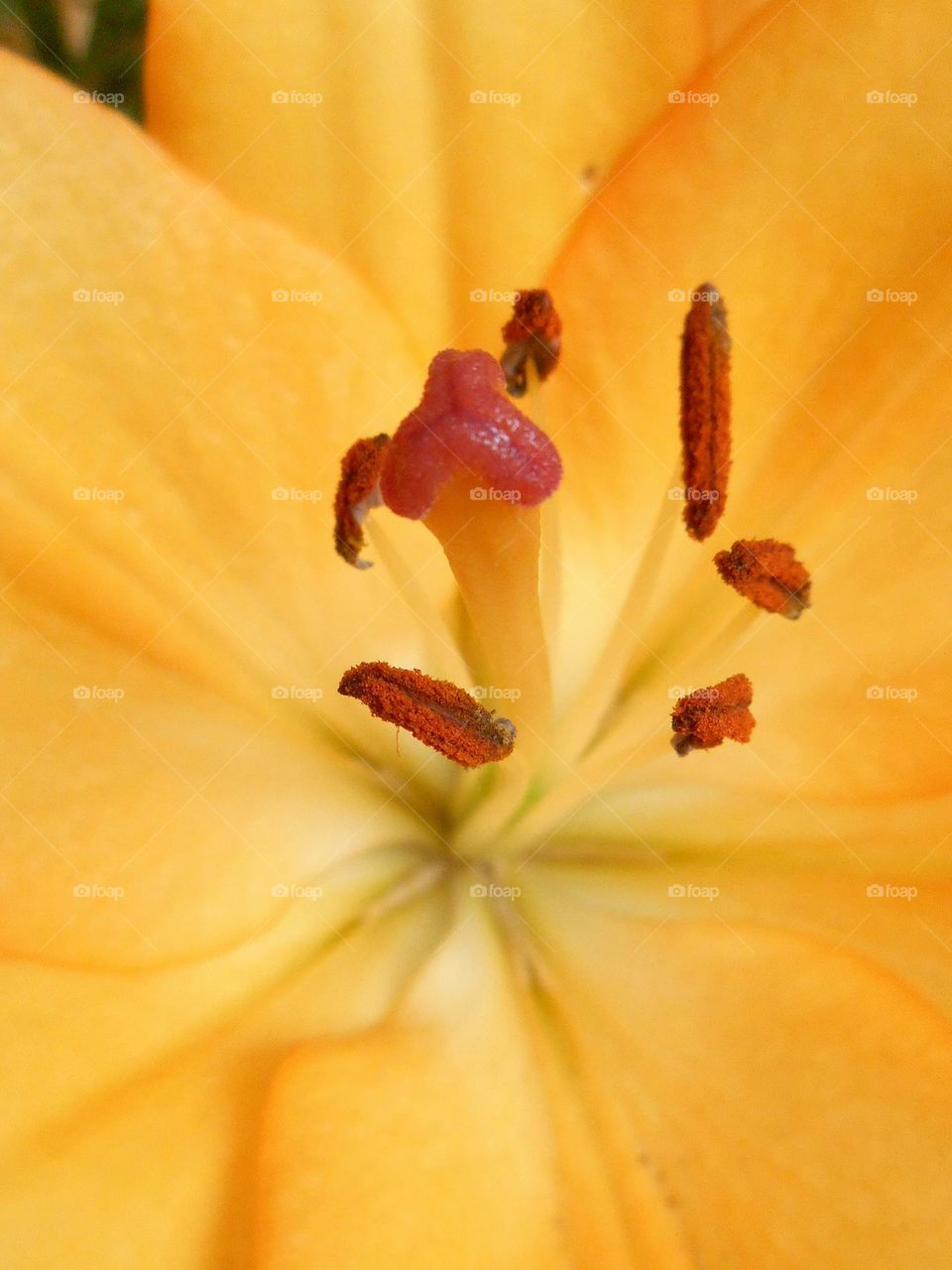 orange flower beautiful texture close up autumn colours