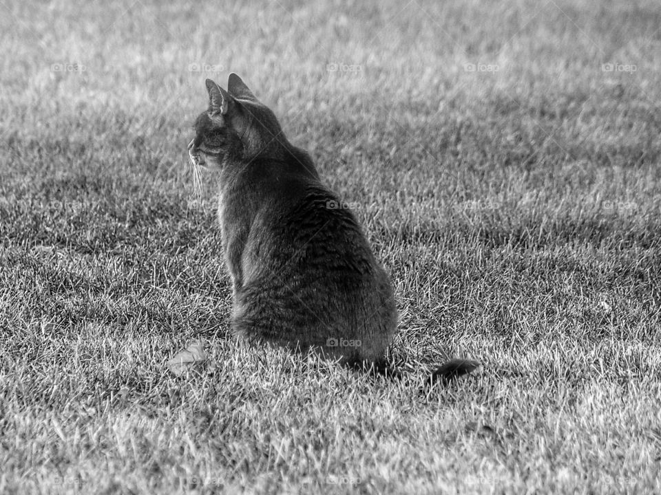 Close-up of sitting on grass