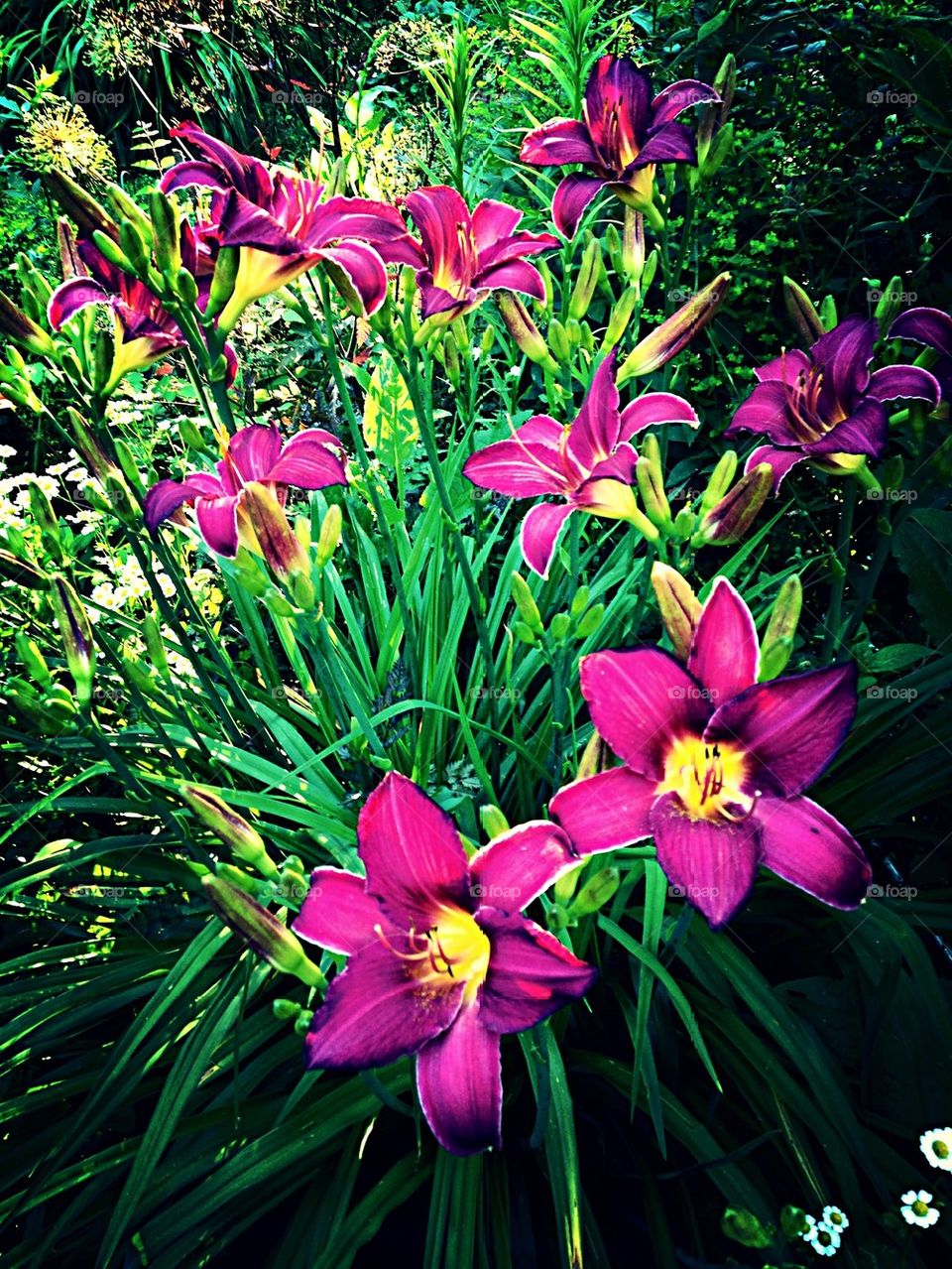 Purple Daylily