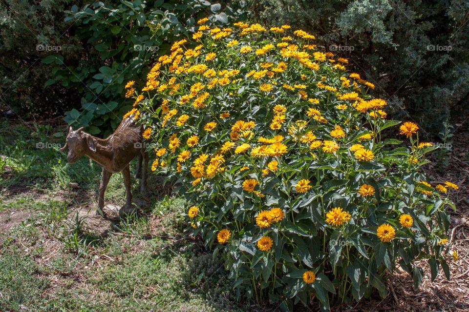 Garden Goat