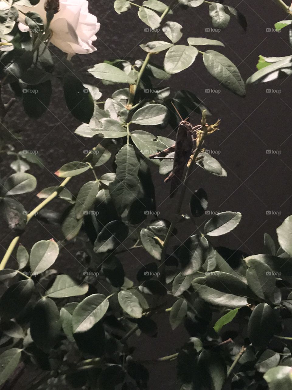 Grass hopper in rose bush