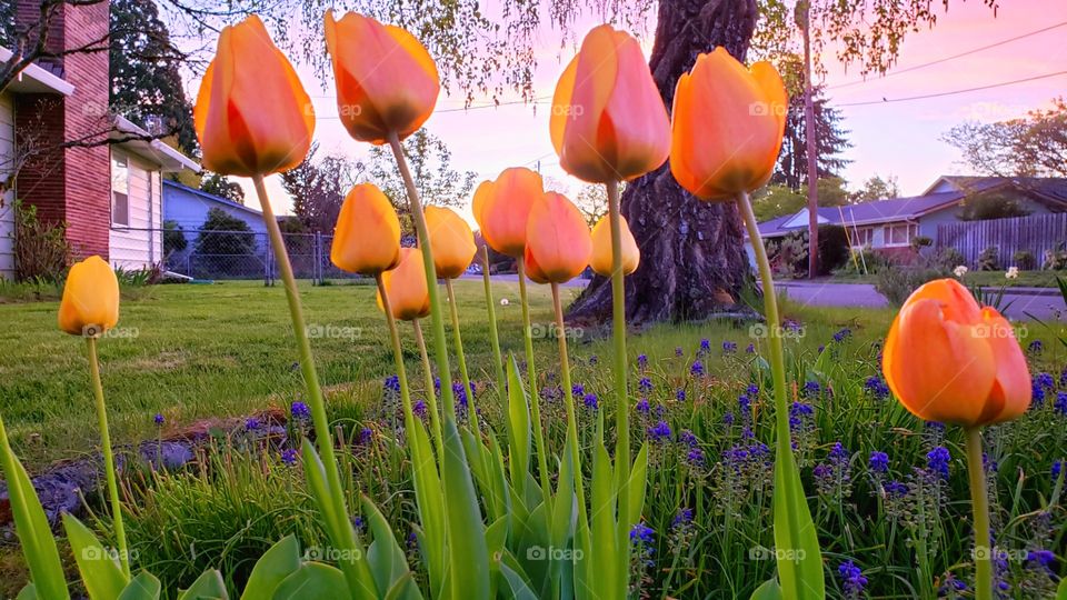 spring garden blooms at sunset