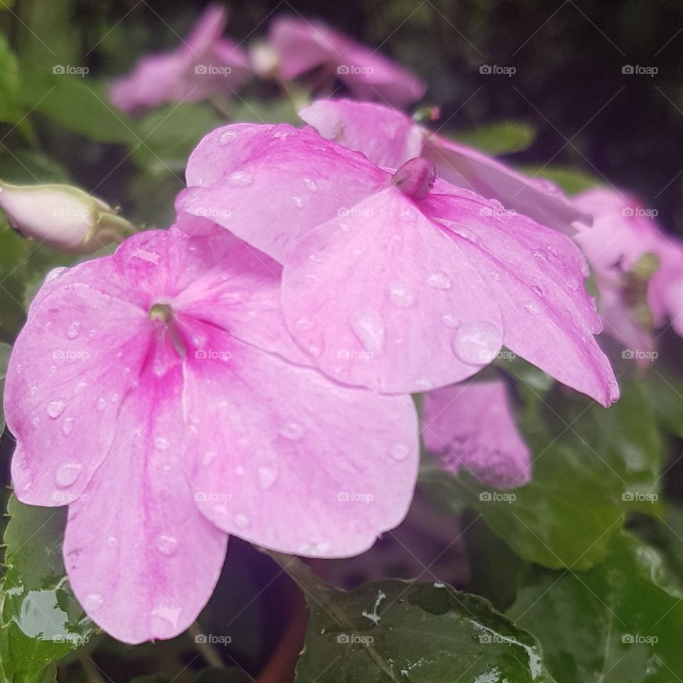 Close look at small pink flowers after a light rain, water droplets still clinging to the petals.