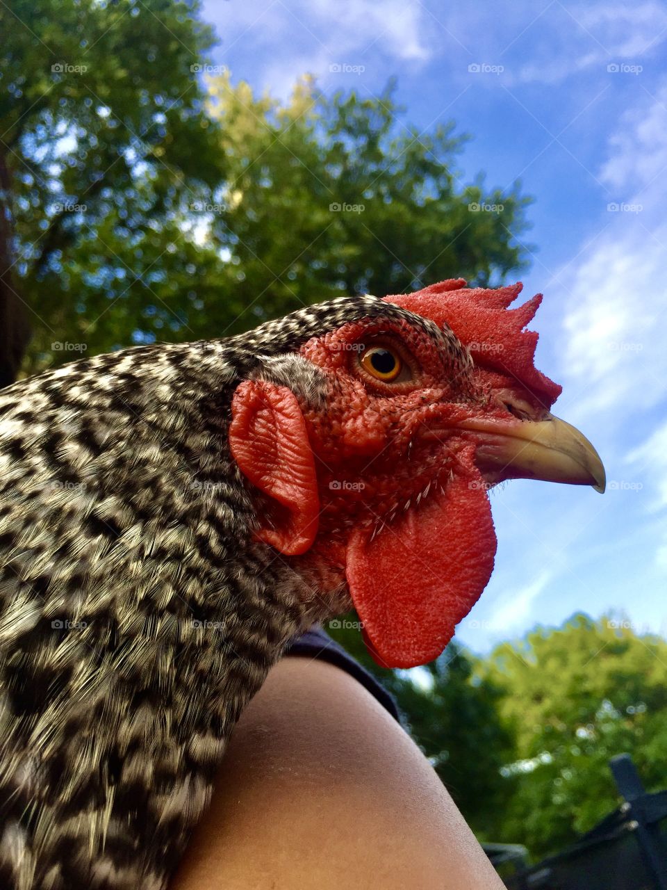 Chicken Profile 