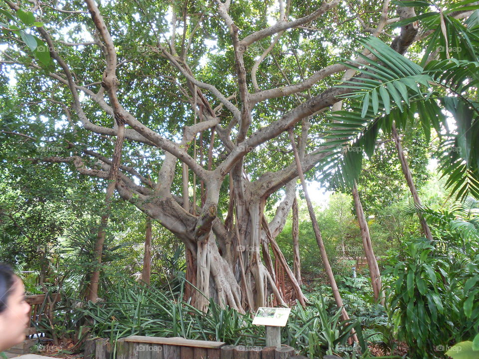 Urban Tree. Jingle Island Zoo. Miami USA