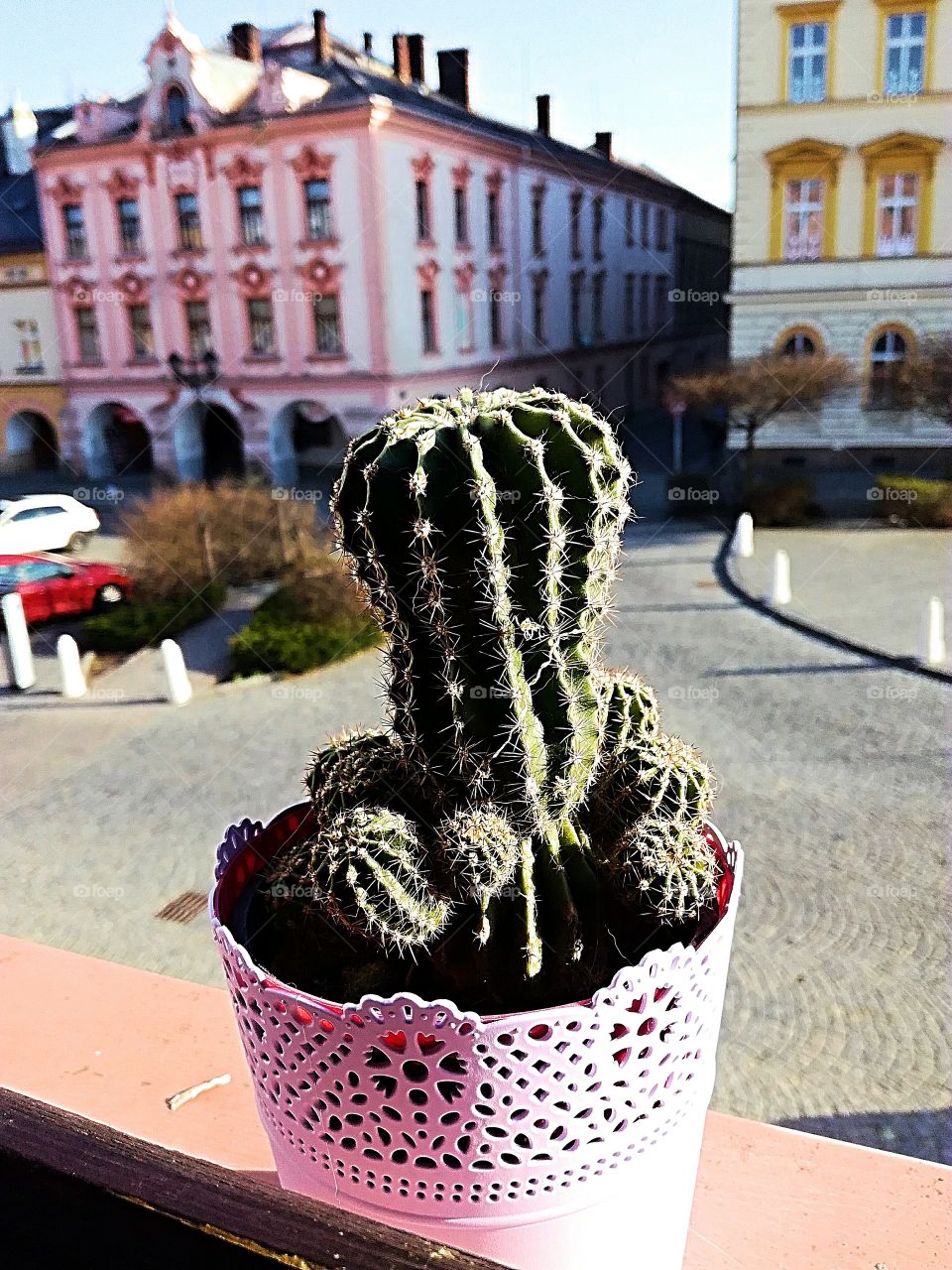 cactus