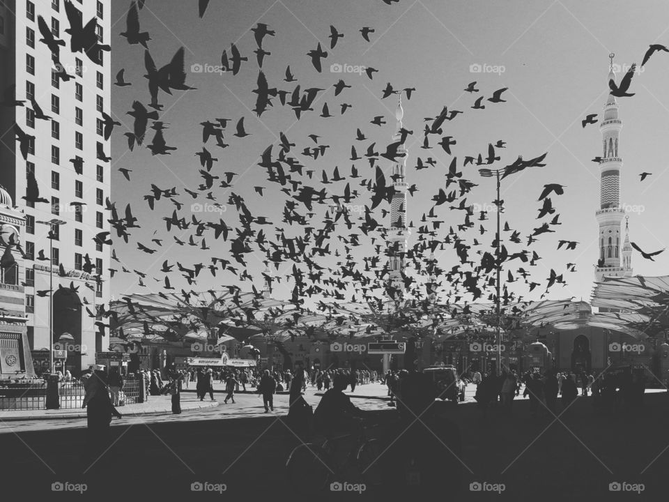 Pigeons in Medina