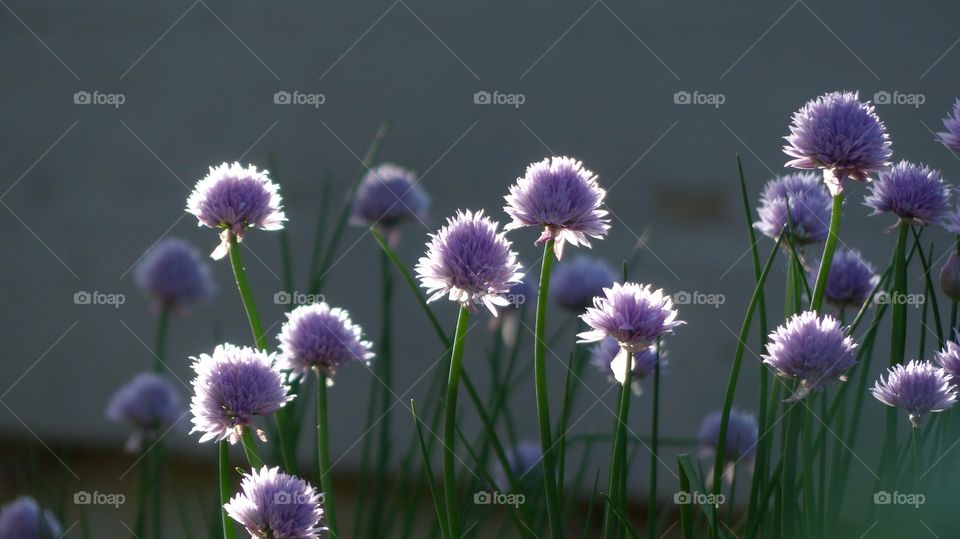 Chive flowers backlit with sunlight