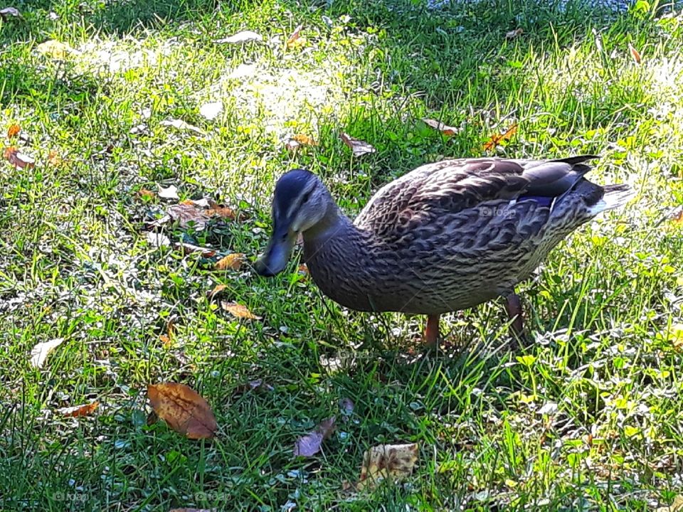 Wild duck on the green grass