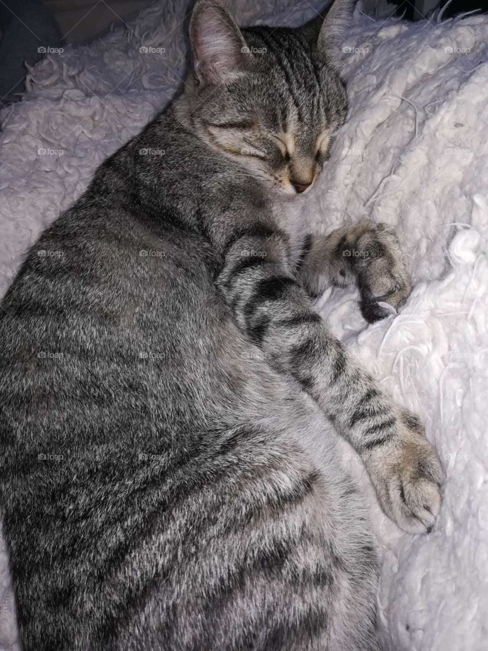 Cat love sleep grey feline softness cute 