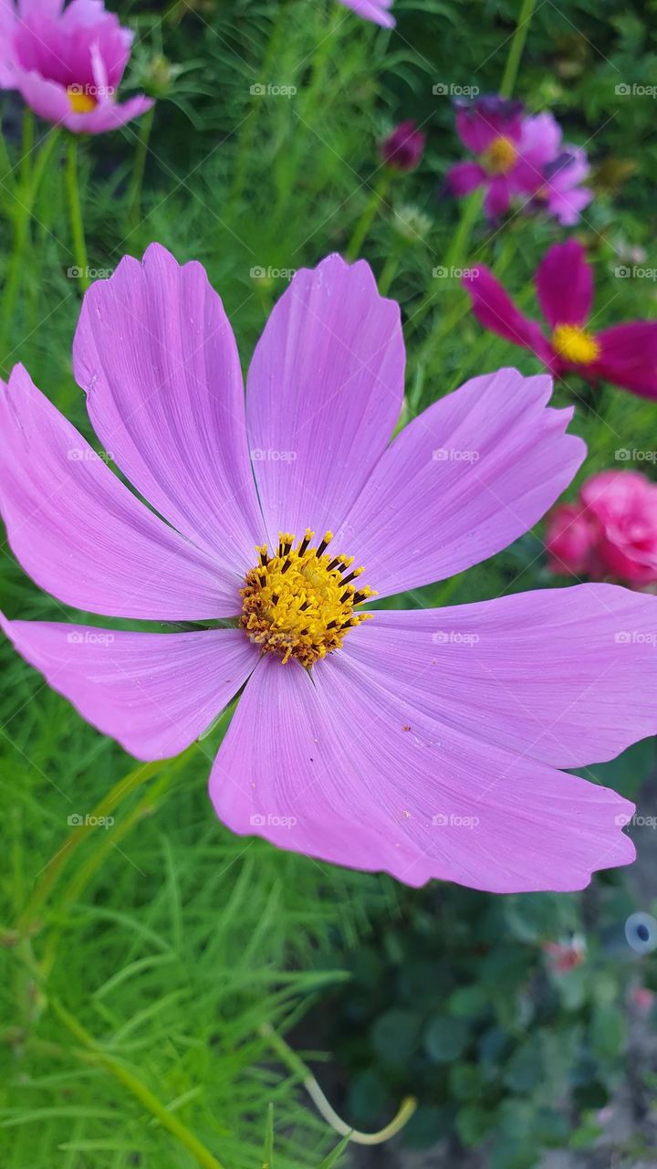 Pink summer flower