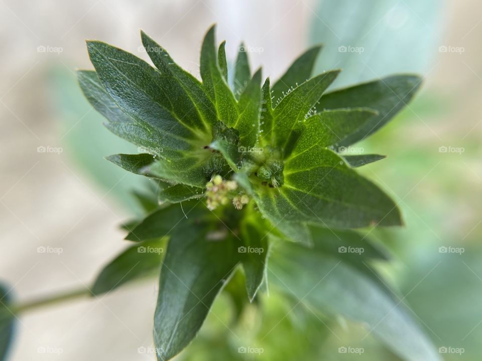 Flower with buds, close up 