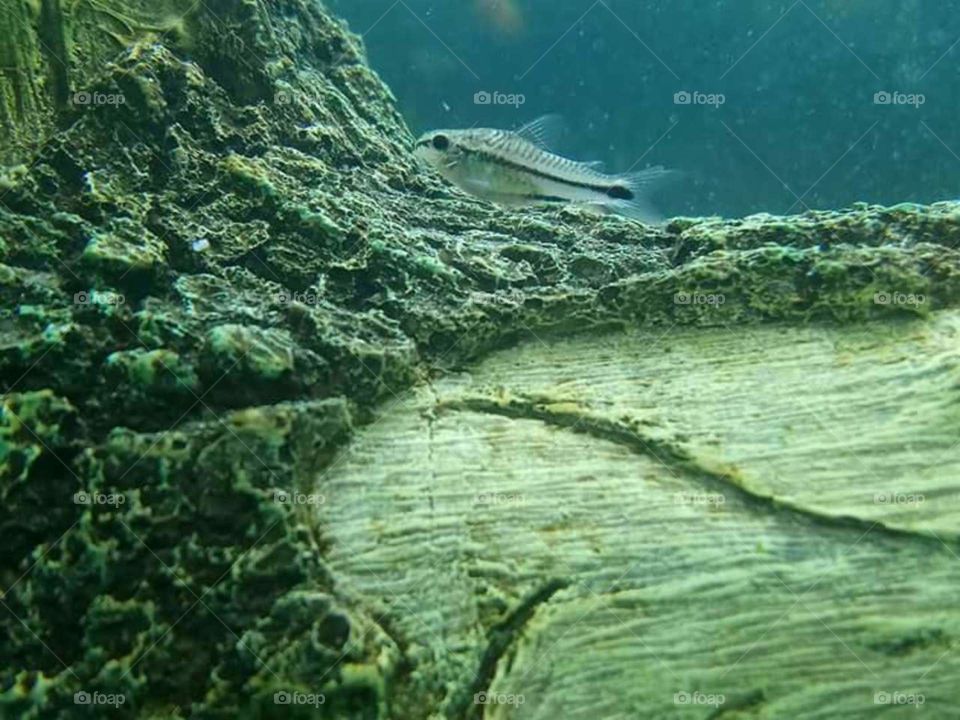 Catfish on a log