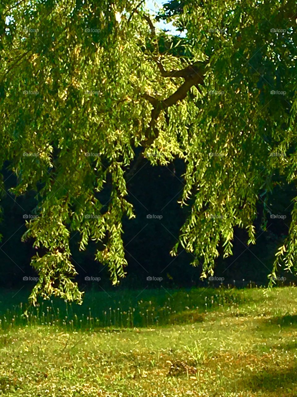 The early morning sun comes shinning through the weeping willow tree 
