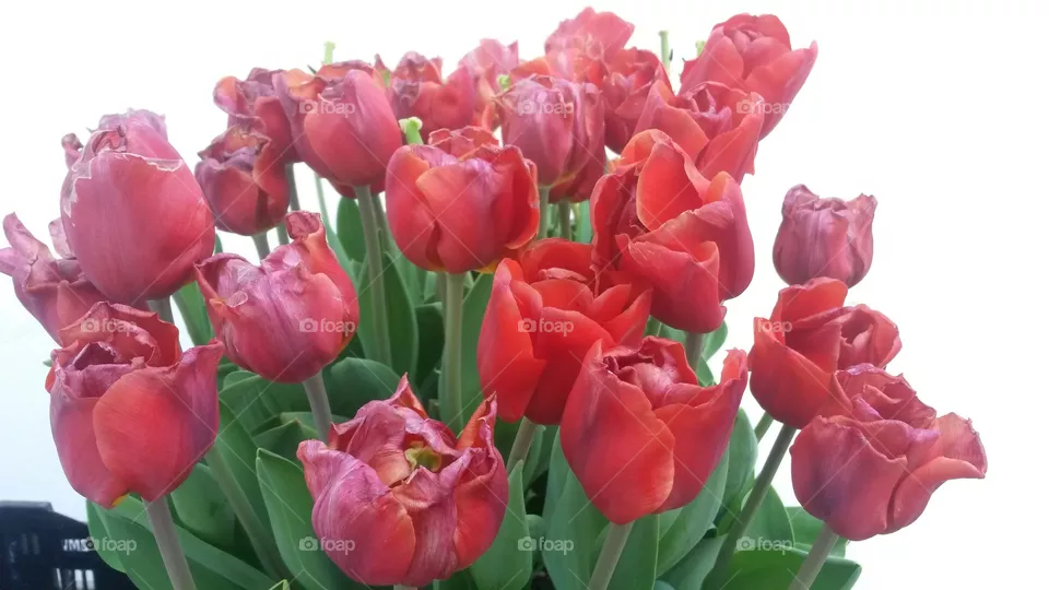 Tulips