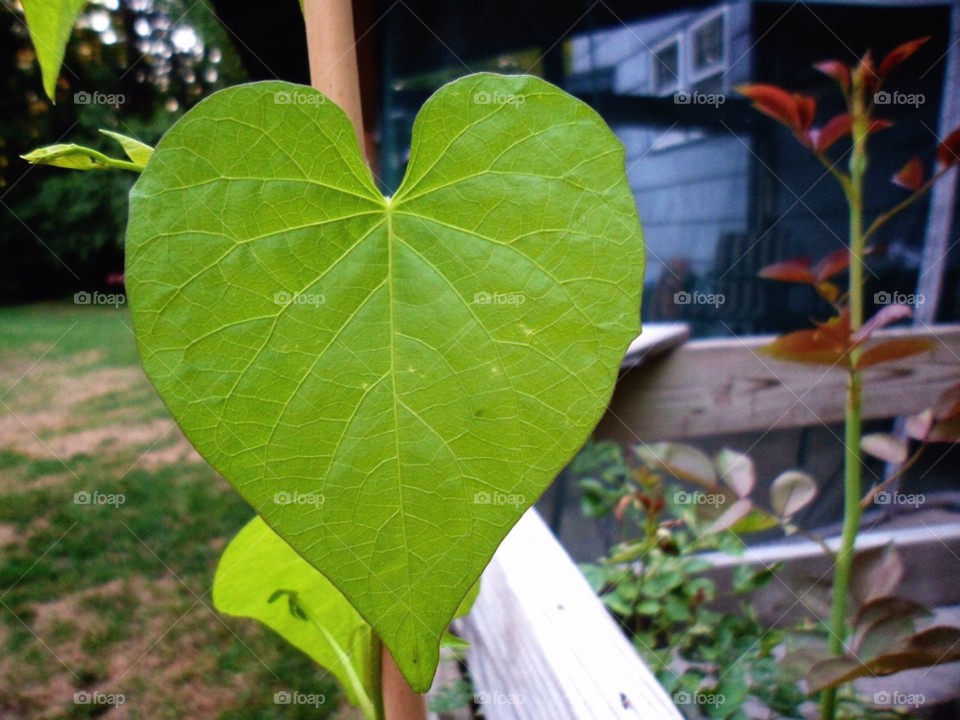 nature flower leaves leaf by jmh